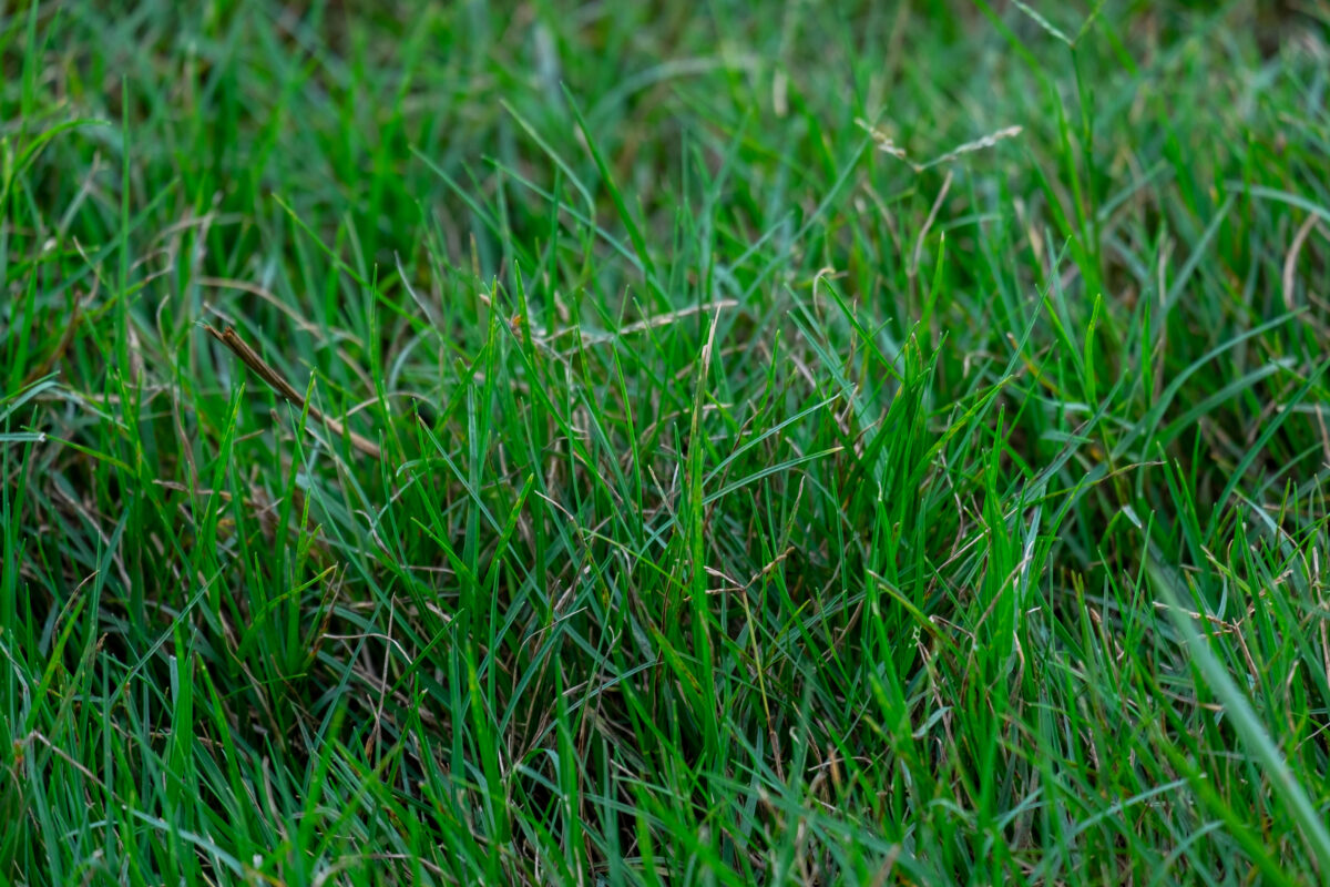 Picking the Perfect Grass for Arizona Lawns Complete Landscaping