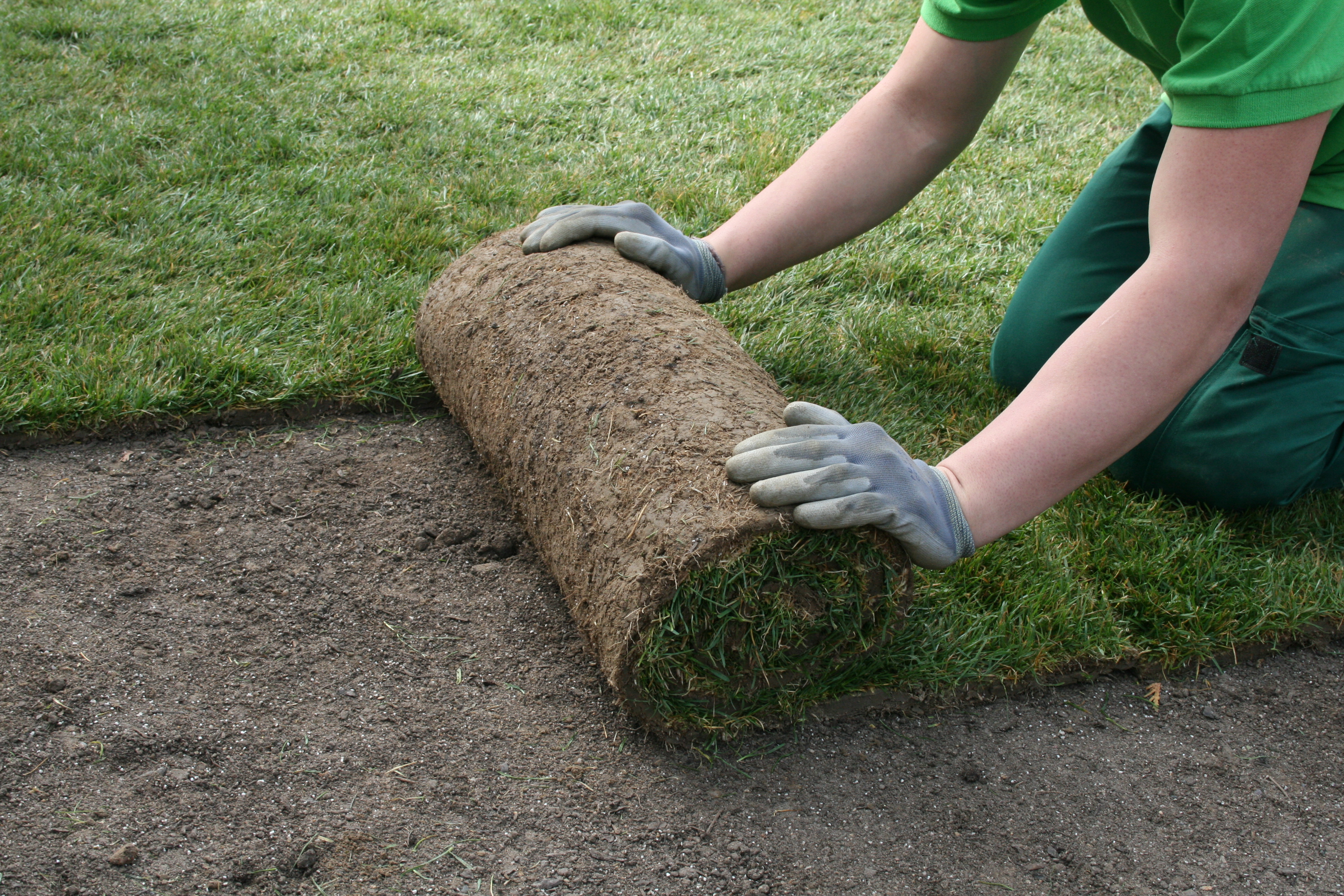 How to Care for a Newly Sodded Lawn Complete Landscaping