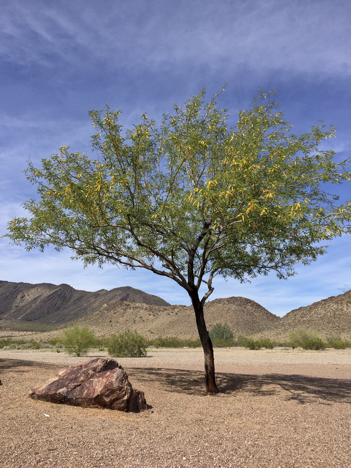 A Yearly Pruning Calendar for Desert Trees Complete Landscaping