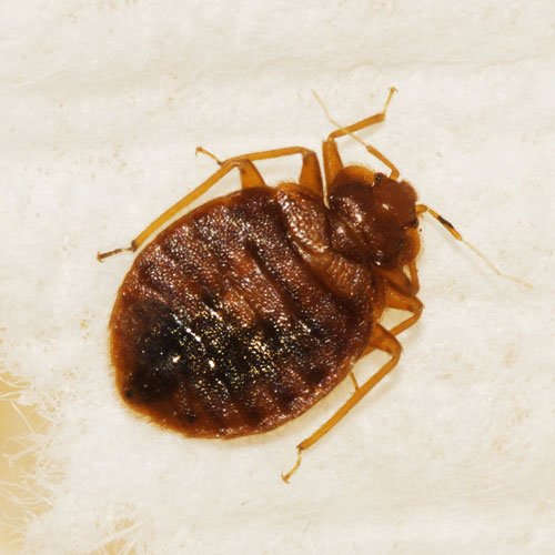 Pest Identification Complete Pest Control, Inc.