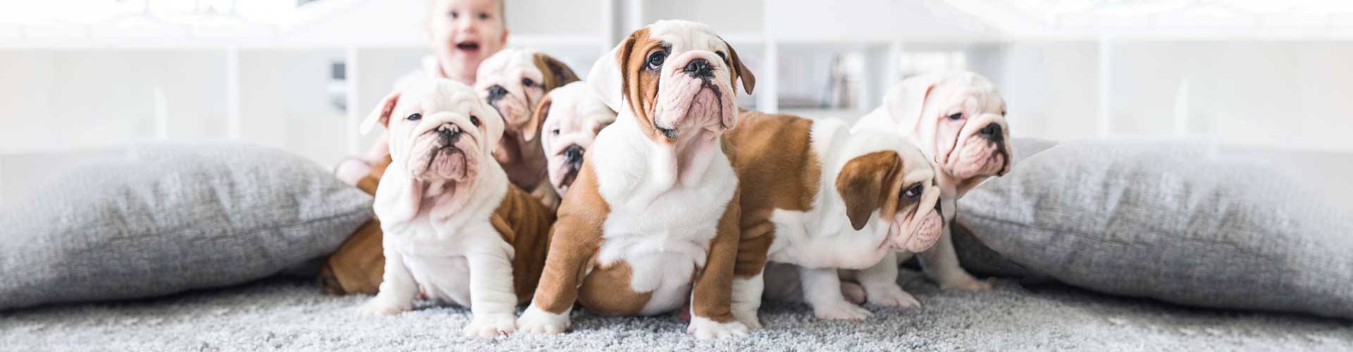 Pet Urine Removal Complete Steam Clean Carpeting Cleaning Windsor