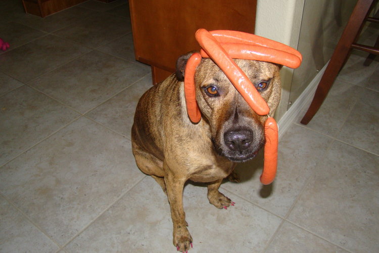 Why Is My Dogs Head Hot