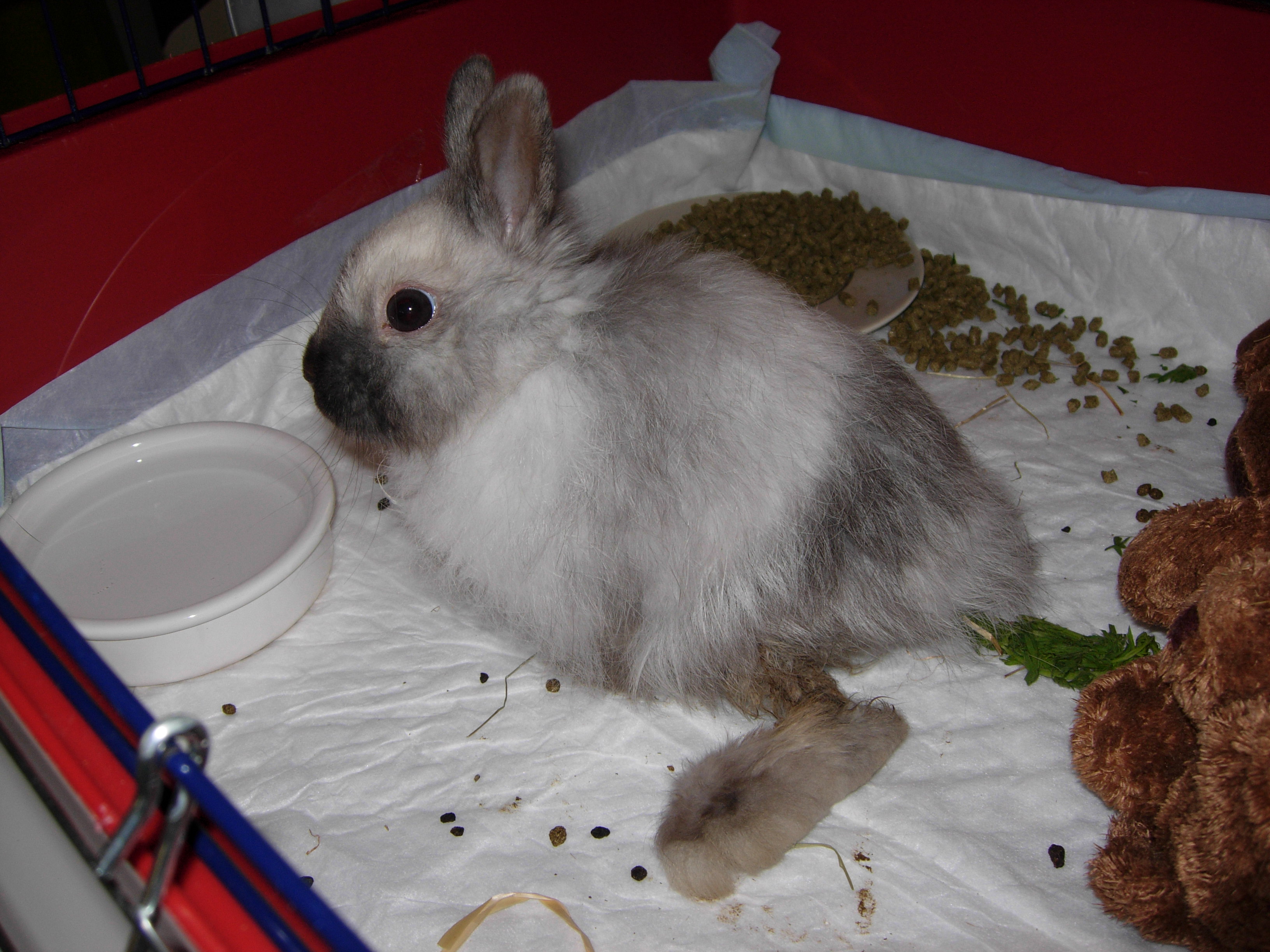 Protéger son lapin de la chaleur en été Comportement du