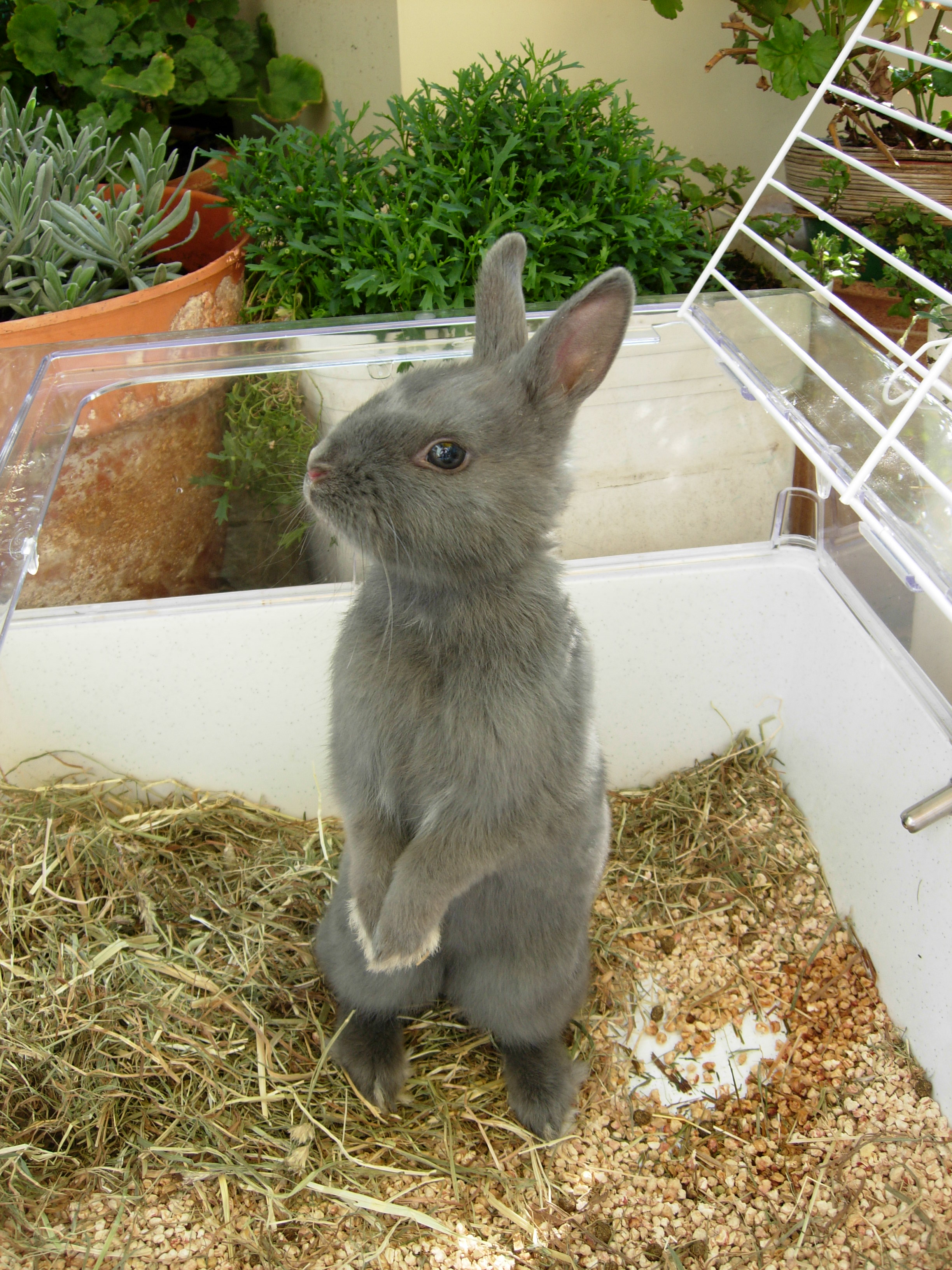 Le langage corporel du lapin (5) Comportement du lapin
