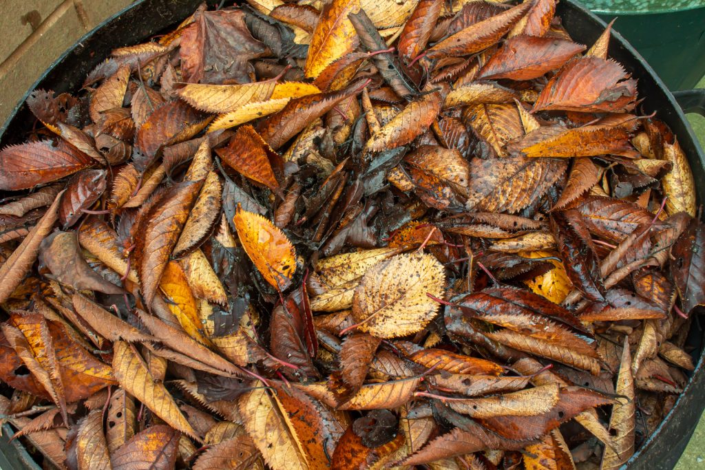 How do you compost leaves at home?