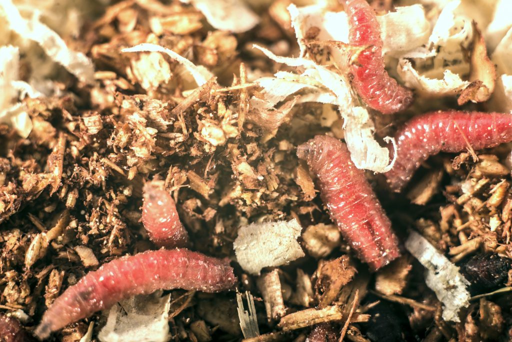 Are Maggots in Compost GOOD or BAD?