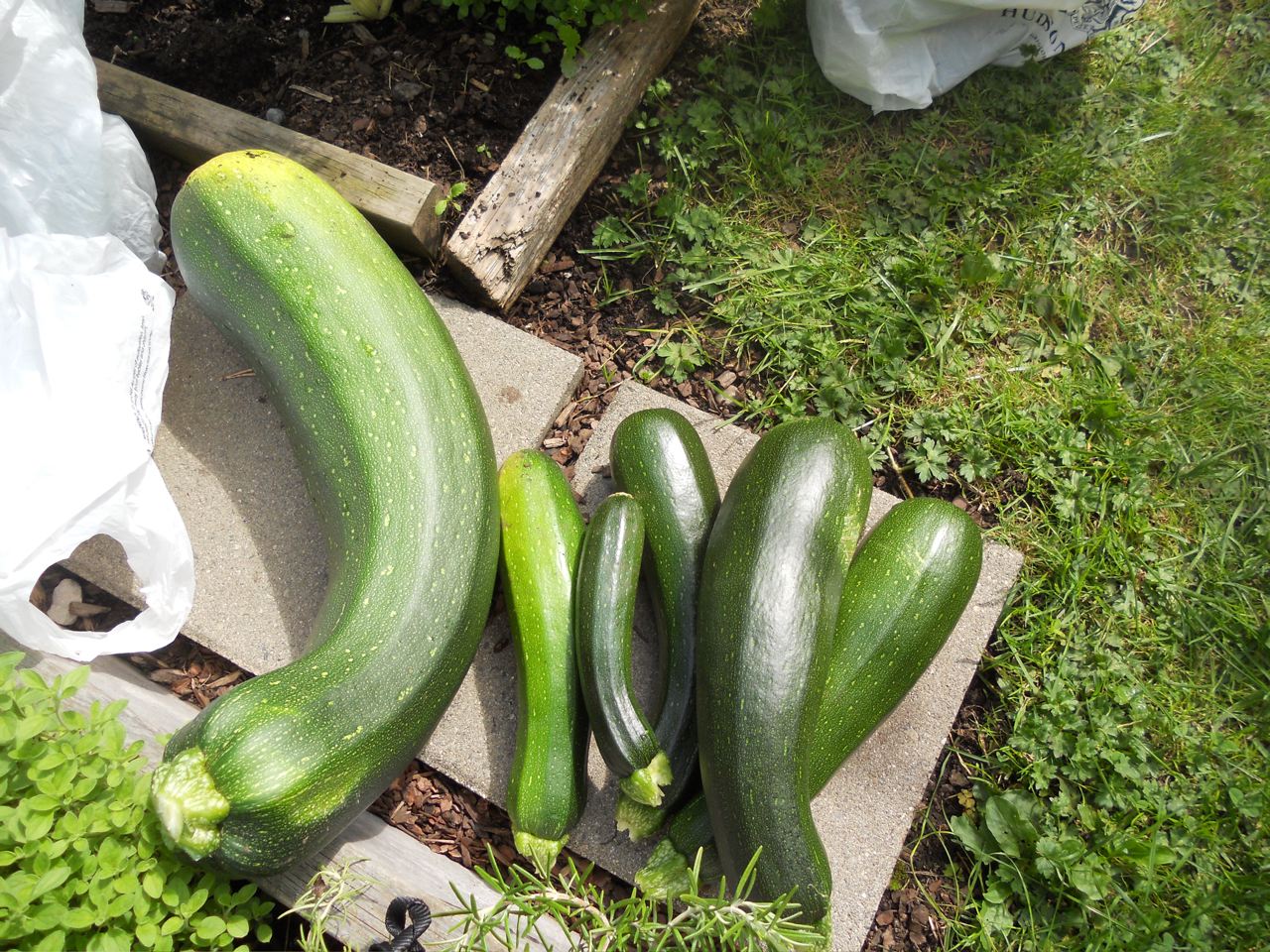 Prize Zucchini Compost Diaries