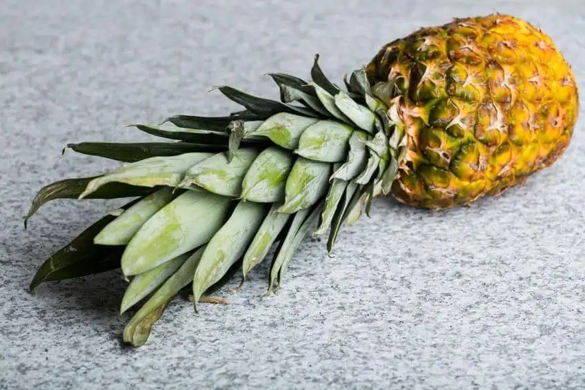 How To Make Pineapple Compost All You Need To Know Composthq