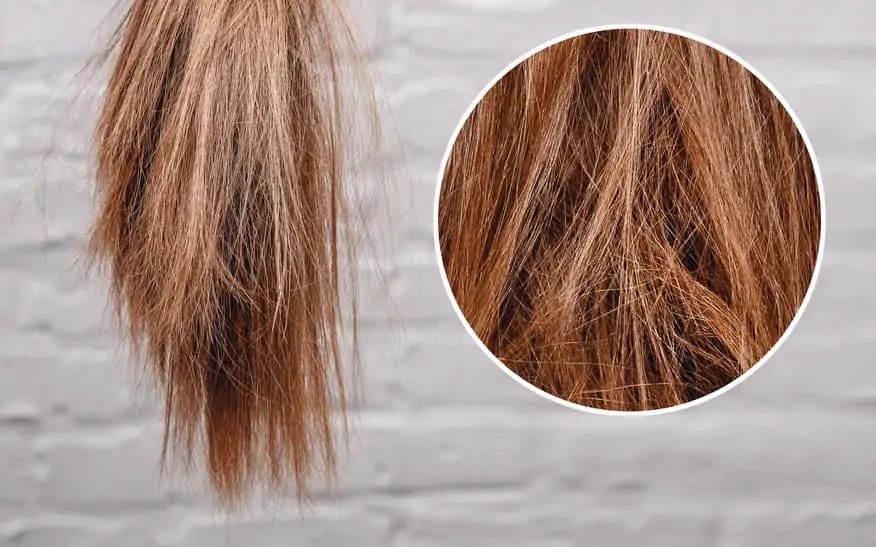 Can You Add Hair To a Compost? What Value Does Hair Have To a Compost?