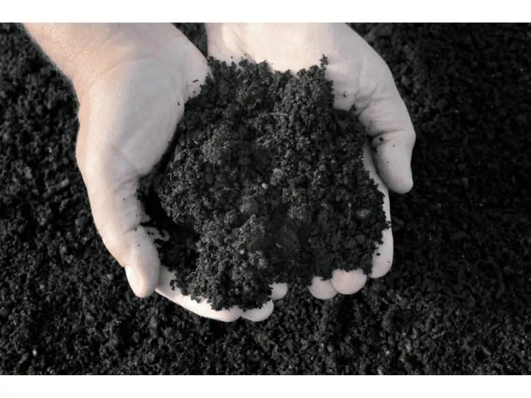 The Risks Of Composting Can It Burn Your Lawn? Composthq