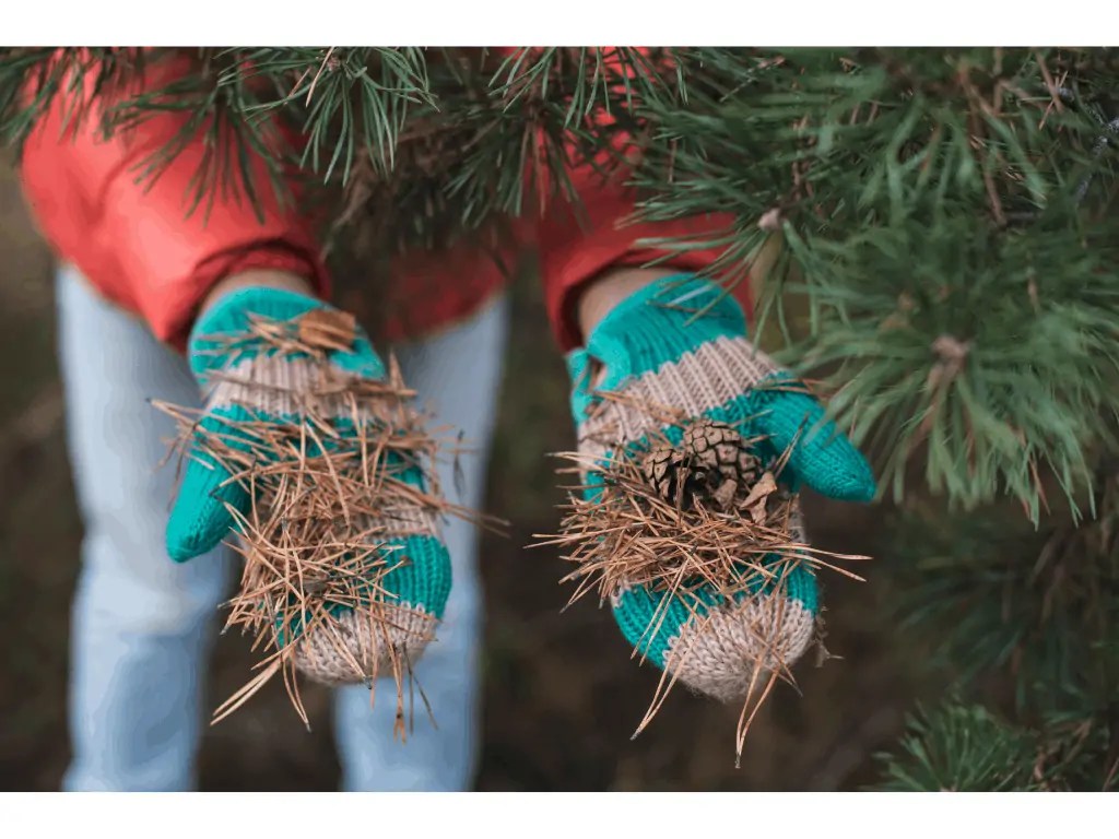 Can you compost pine needles? Branches and Needles
