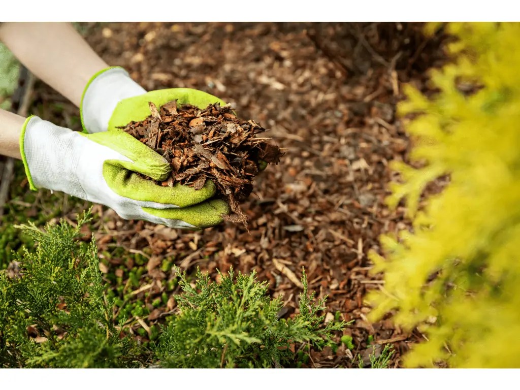 What Is Composted Bark Mulch? Guide) Composthq