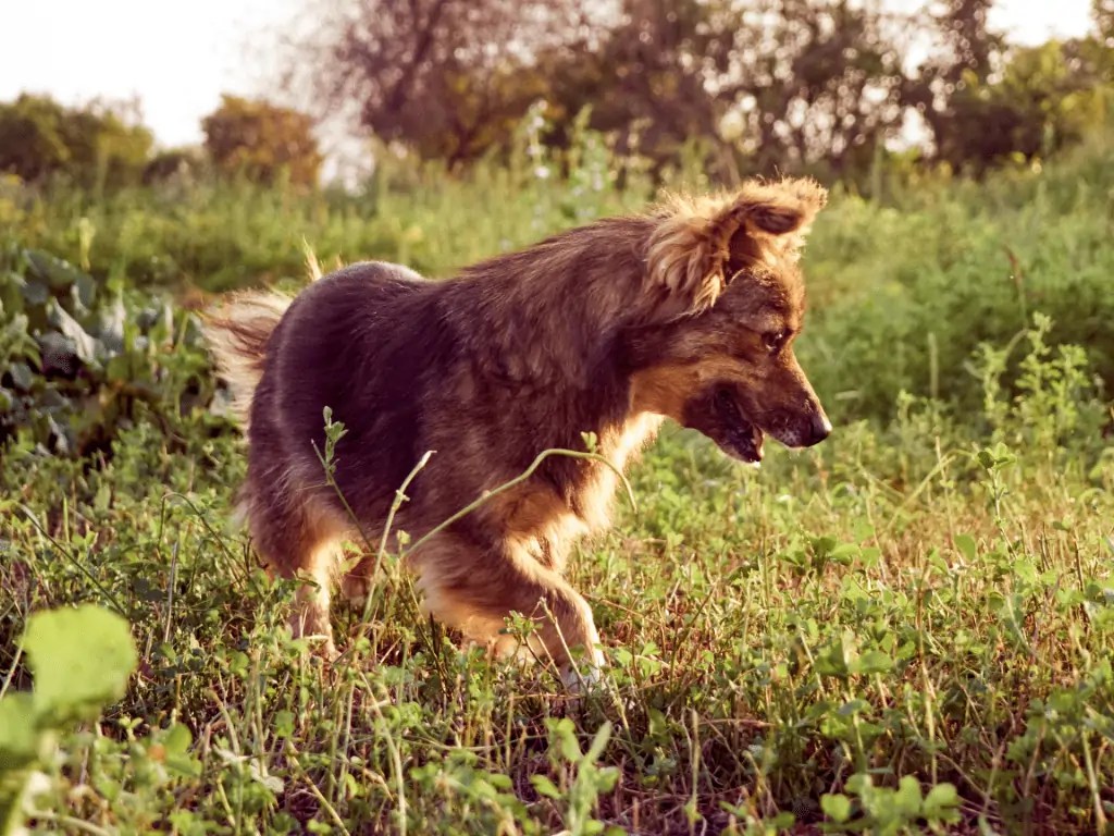 Composting And Your Dog Are Compost Fumes Toxic? Composthq