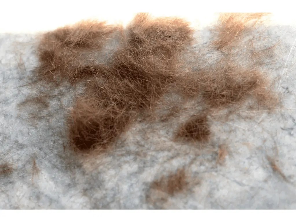 Can You Add Hair To Compost? Will It Give Value