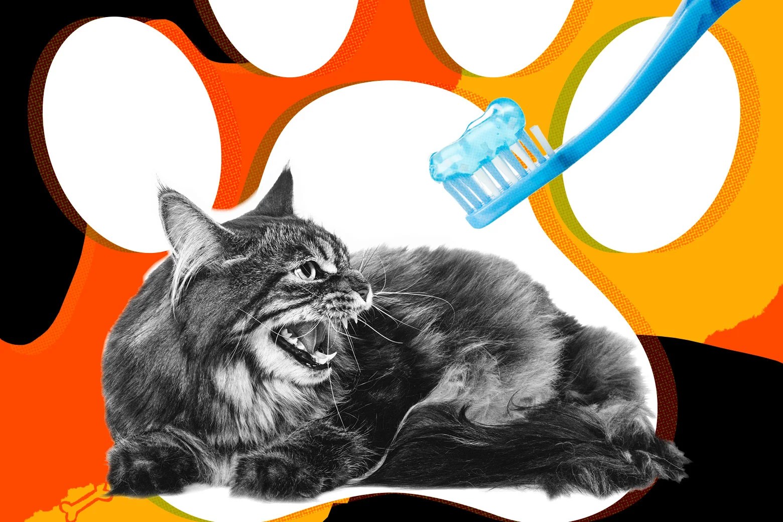 Should I brush my cat’s teeth, or is that crazy?