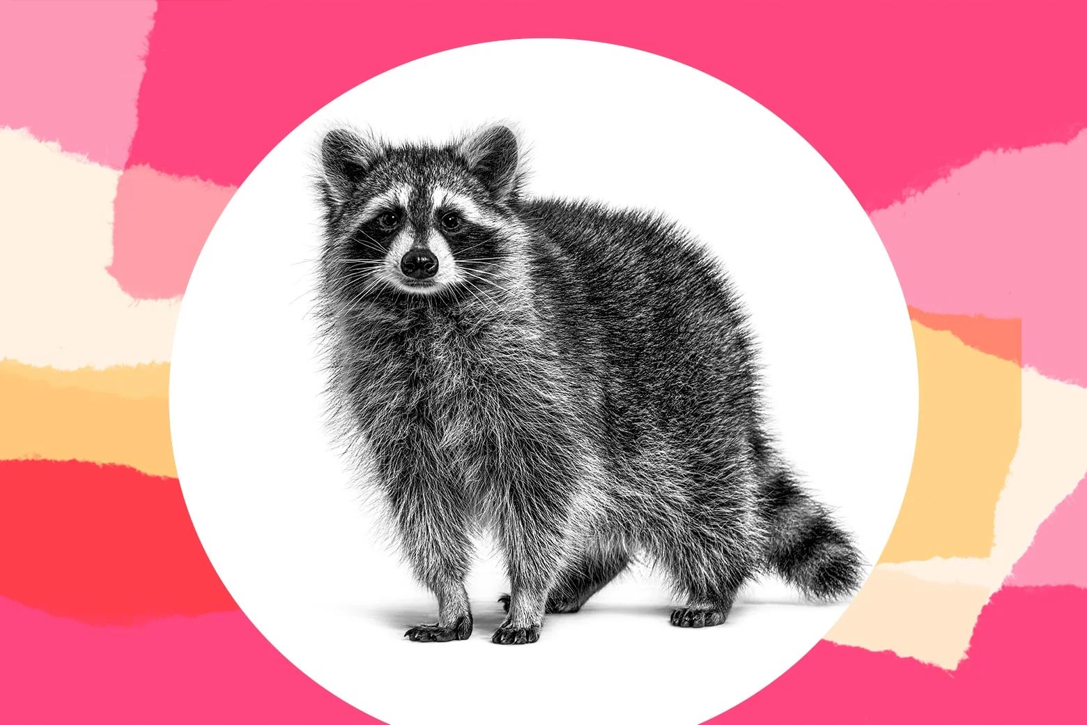 I Think Raccoons Are Filthy Animals. So Why Is My Husband Luring One Into Our Yard Every Night?