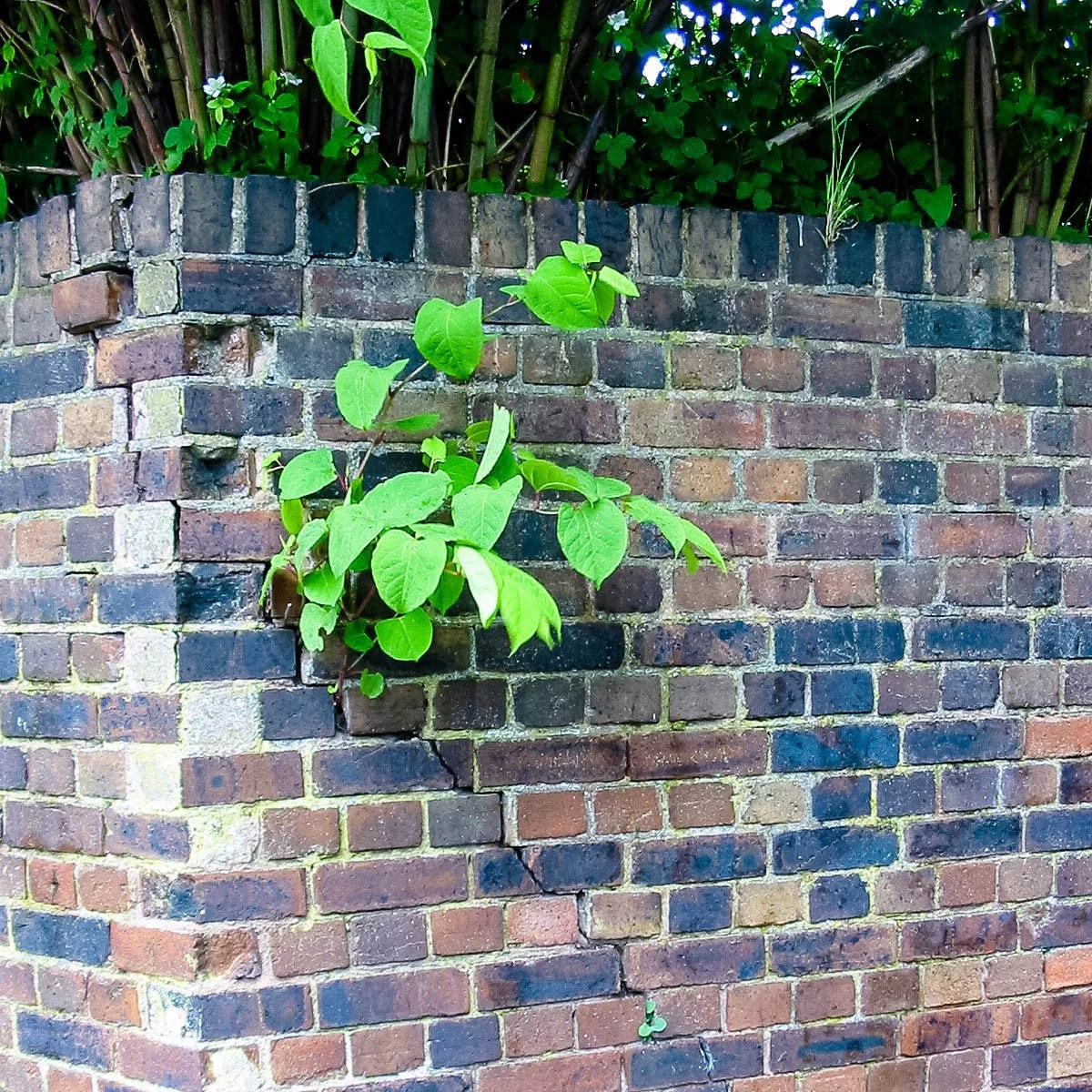 Japanese knotweed, the invasive plant that just won’t die.