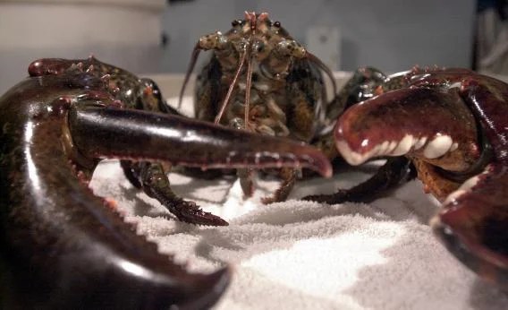 Cannibal lobster video Experiment shows global warming is leading to