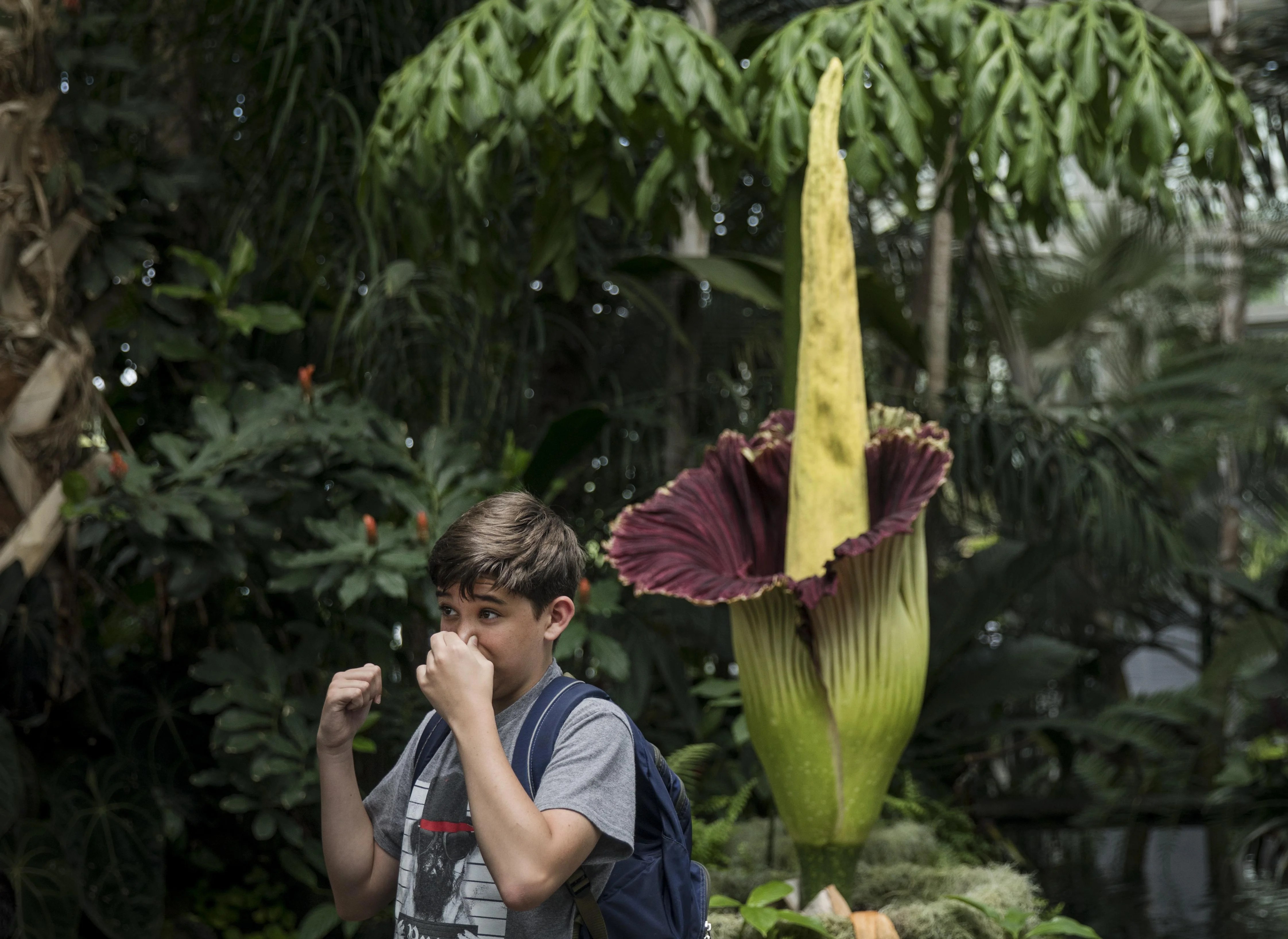 Why corpse flowers are at risk and the plan to make them more
