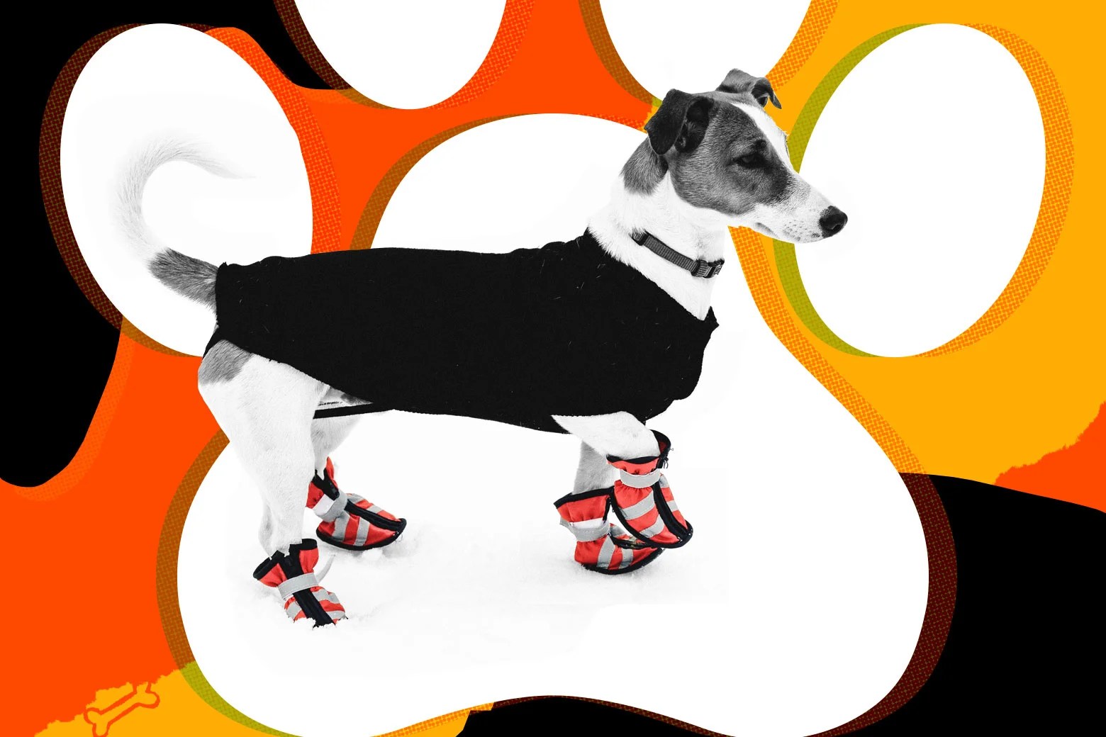 Are Dog Boots Necessary