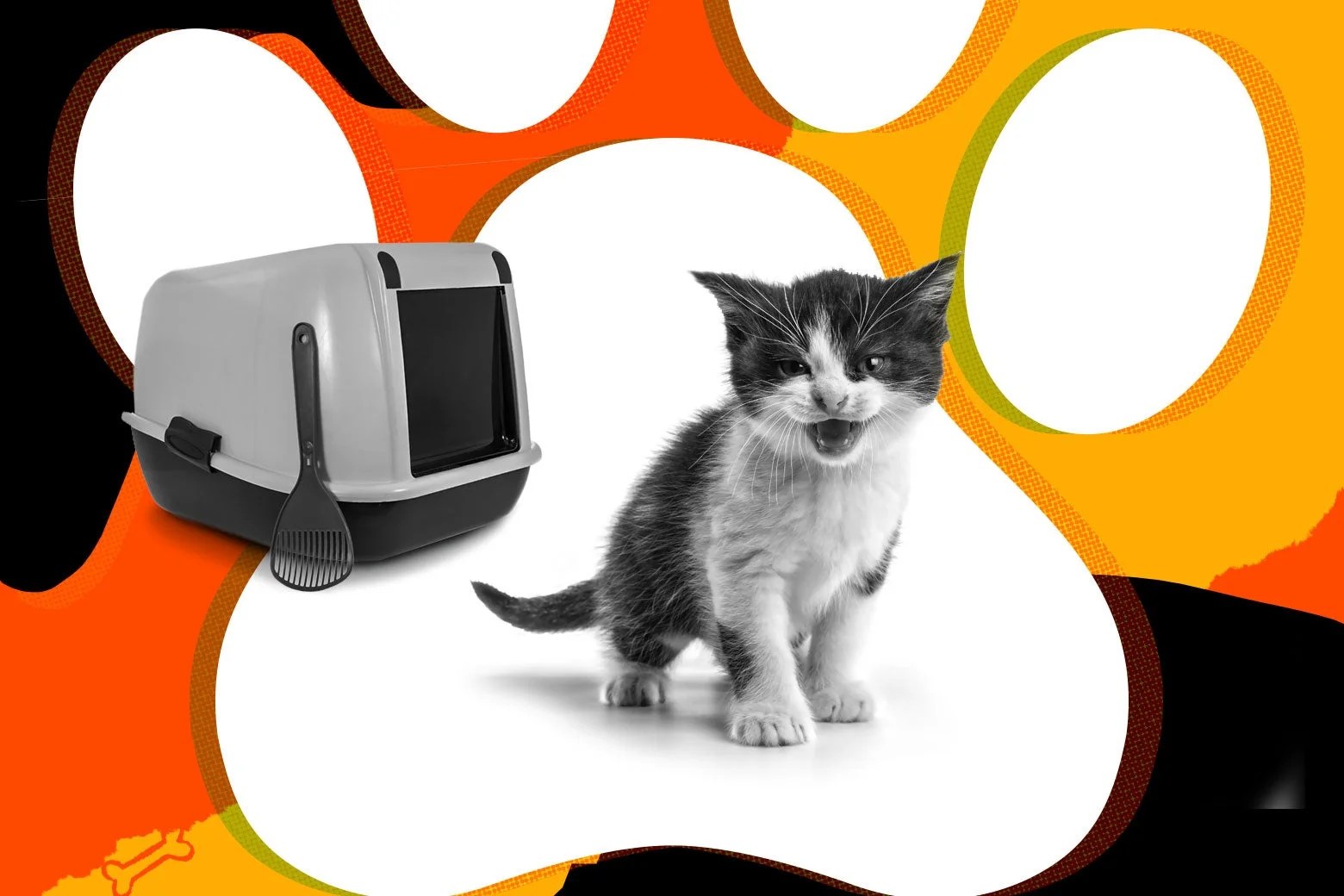 How Often Should Kittens Use The Bathroom Bathroom Poster