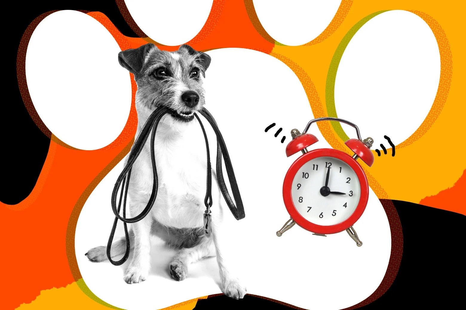 How Often Does A Puppy Pee At Night