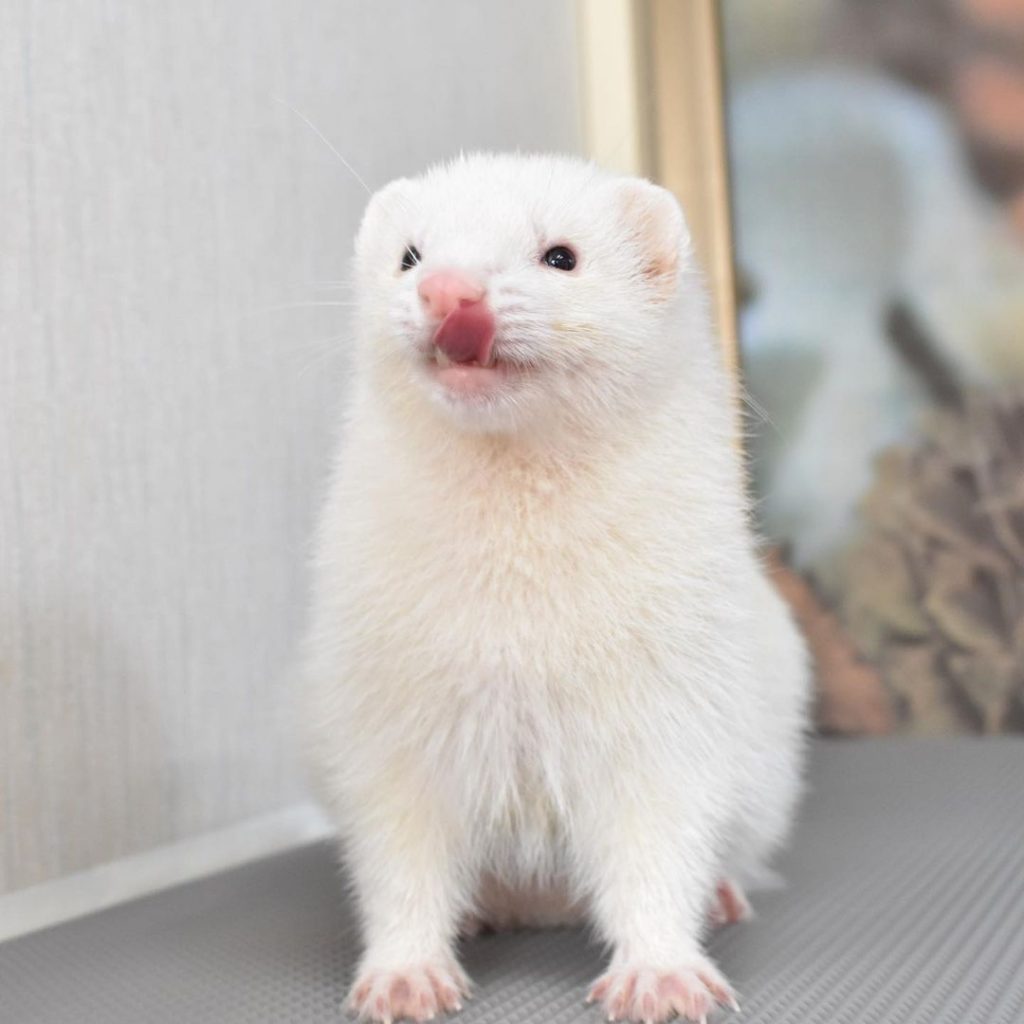 Black Eyed White Ferret