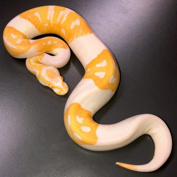1. Ball Pythons For Sale Online. Welltrained And 100 Healthy