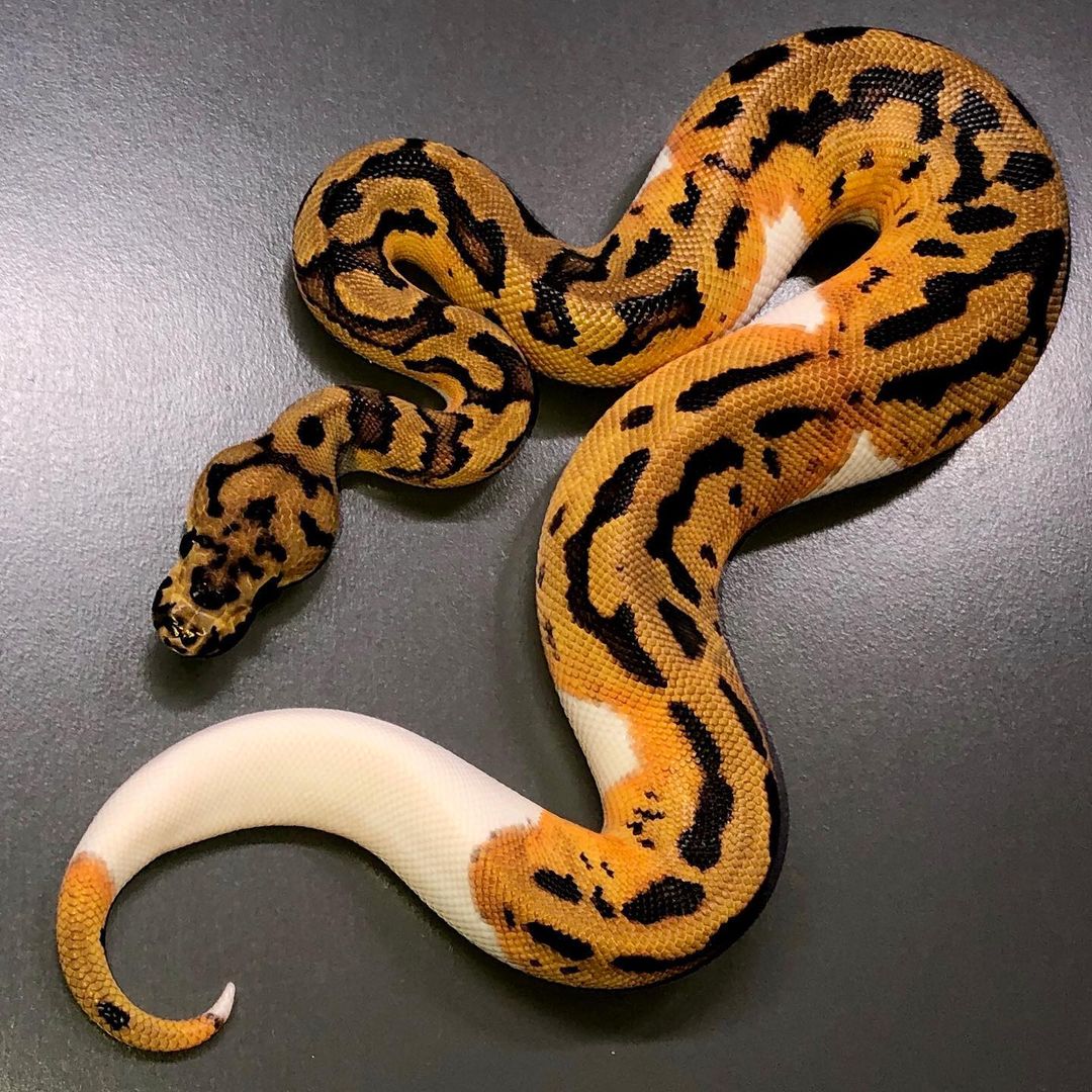 Exquisite Pied Ball Pythons for Sale Find Your Perfect Companion