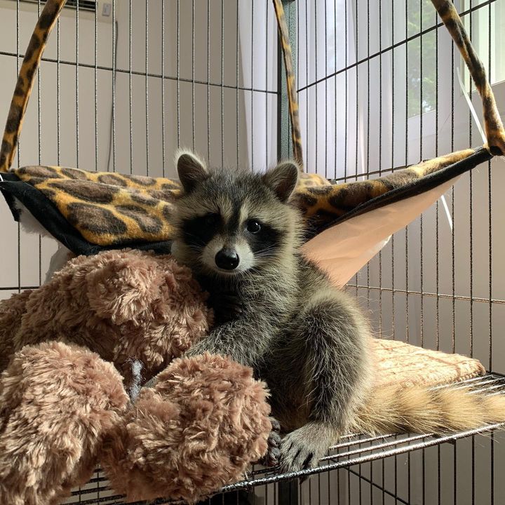 Indiana Female Compound Exotics