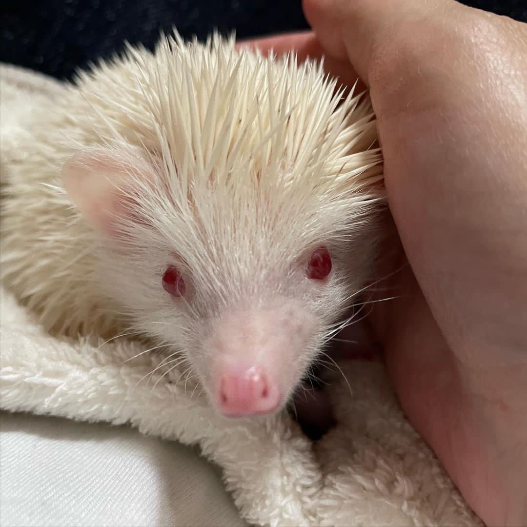 Buy Hedgehog Online Find Your Perfect Spiky Companion