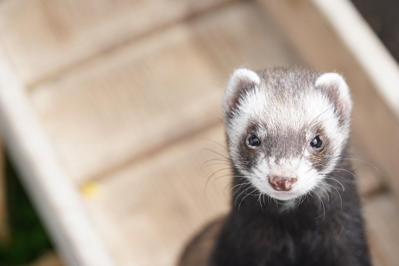 Top 5 Hidden Cat Food Ferrets Can Eat Compound Exotics
