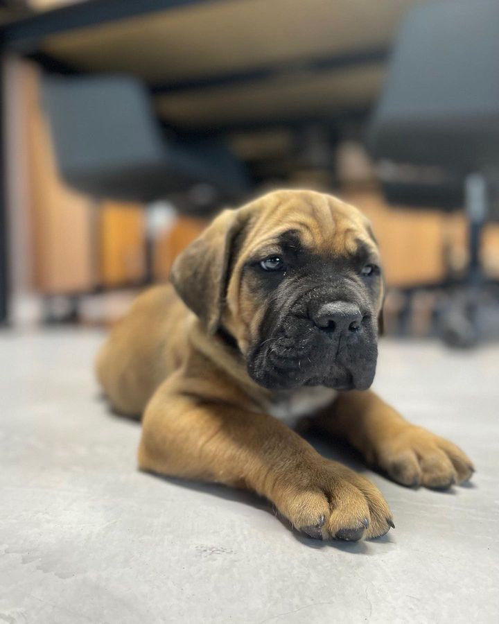 Top Cane Corso Puppies For Sale Near Me, Trained & Healthy