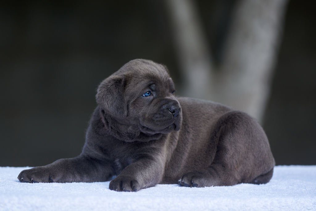 1. Top Cane Corso Puppies for Sale Under 500 Near Me