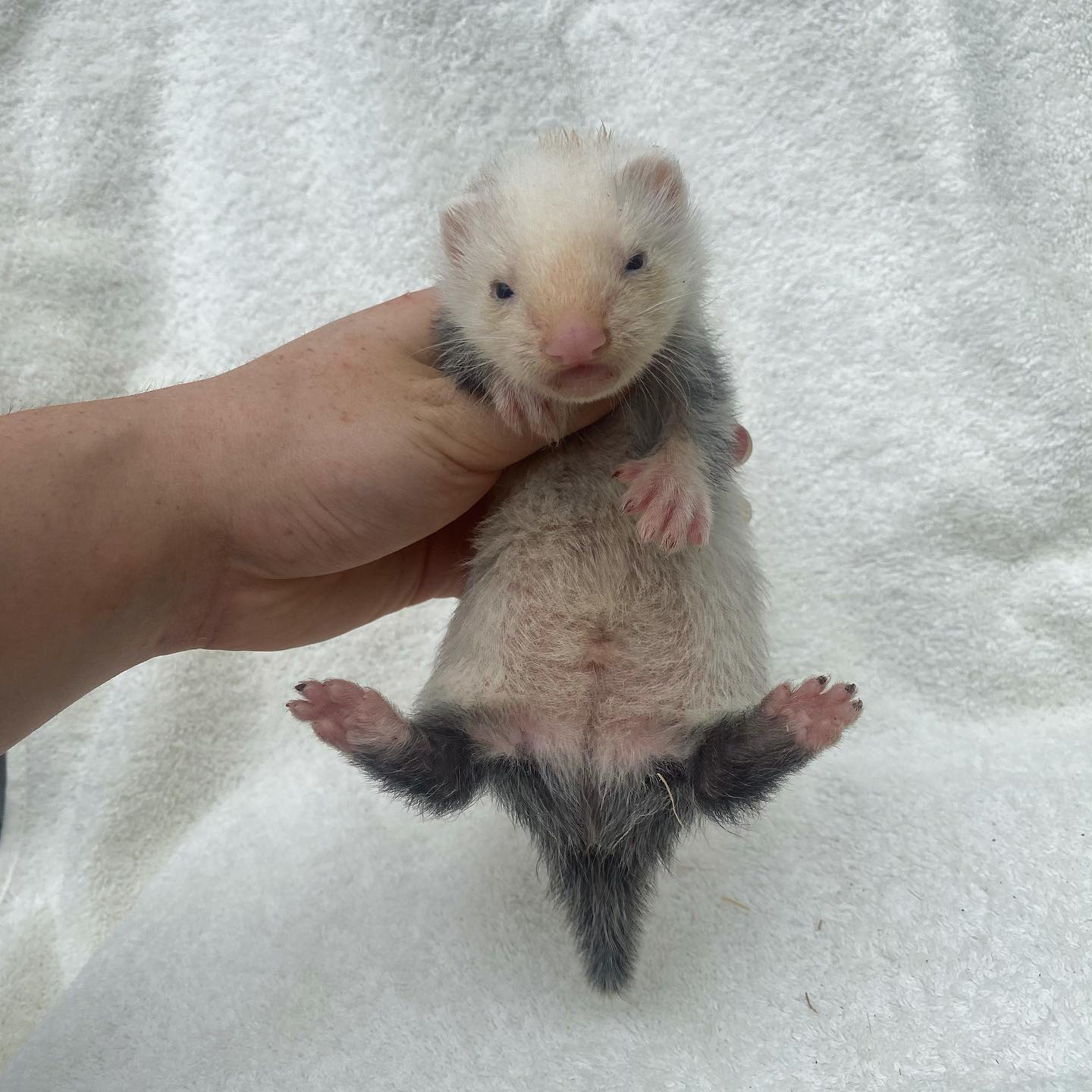 Buy Baby Ferrets Find Adorable Ferret Kits for Sale