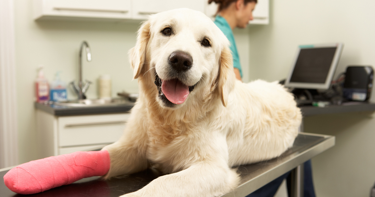 Answering Your Questions About Compounding Medications for Pets