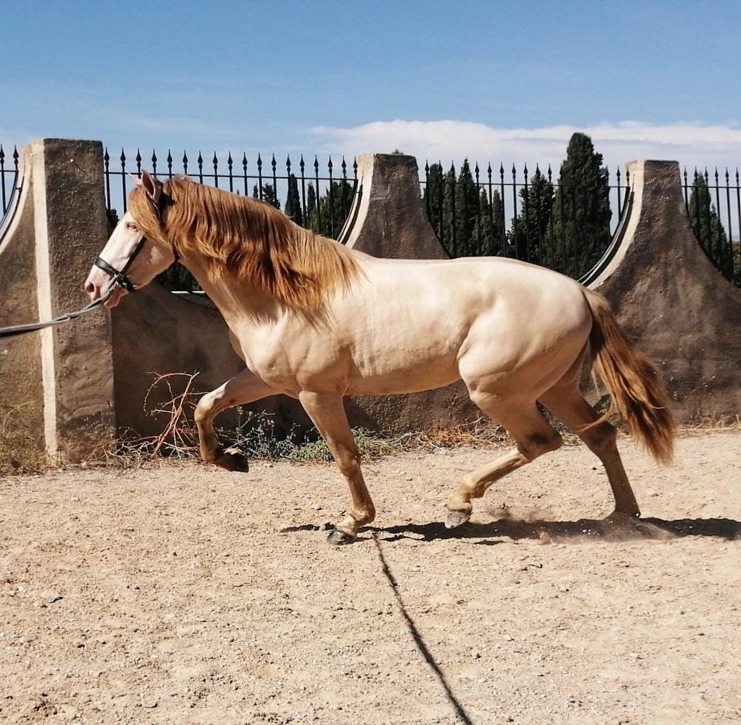 caballo español isabelo en venta Compra Venta de Caballos