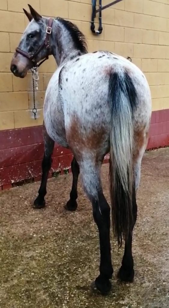 Yegua appaloosa Cuarto de milla en venta Compra Venta de Caballos