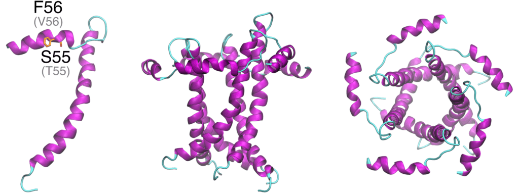 Envelope protein ORNL Computational Biology & Bioinformatics