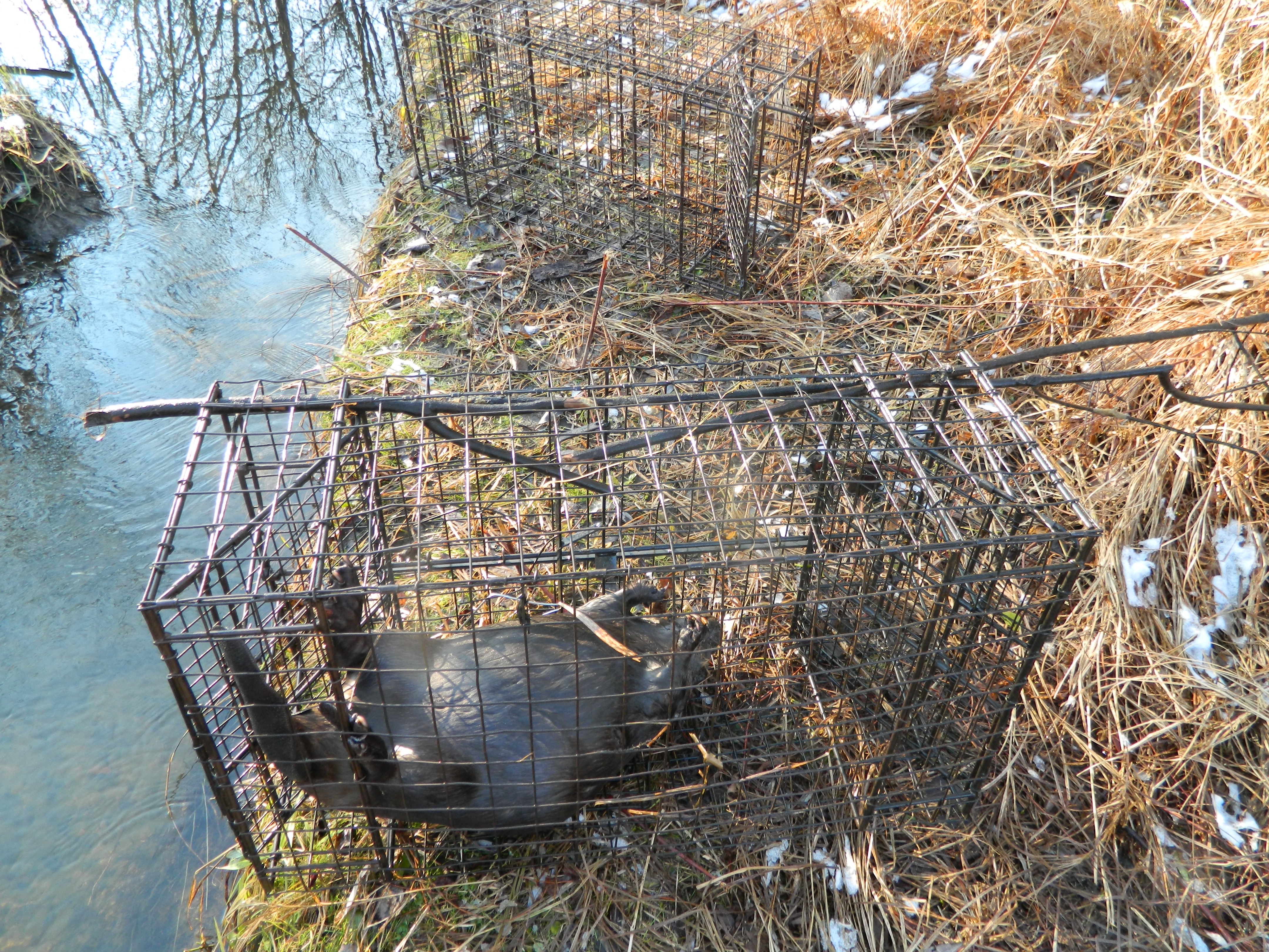Sticks Caught in a Comstock Beaver Cage Trap, Not a Problem Comstock