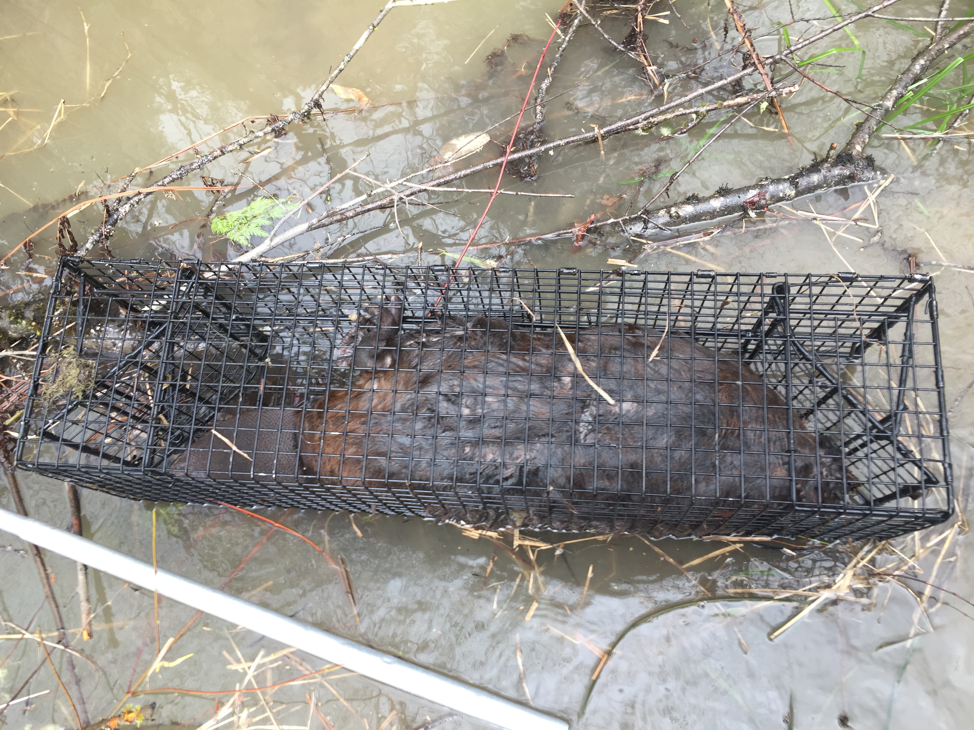 Big Beaver in Smaller Swim Through Comstock Cage Traps, 10hx12w Opening, No Problem Comstock