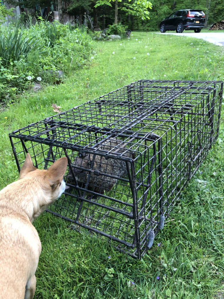 Woodchucks in a Beaver Cage Trap Comstock Custom Cages