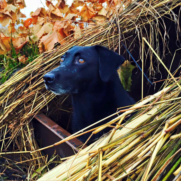 Experience Our Pit Blinds Concealed Comfort Waterfowl Pit