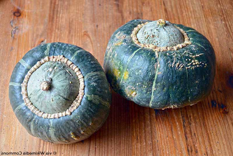 Can You Eat Pumpkin Raw? Here’s Raw Edible Pumpkin Varieties