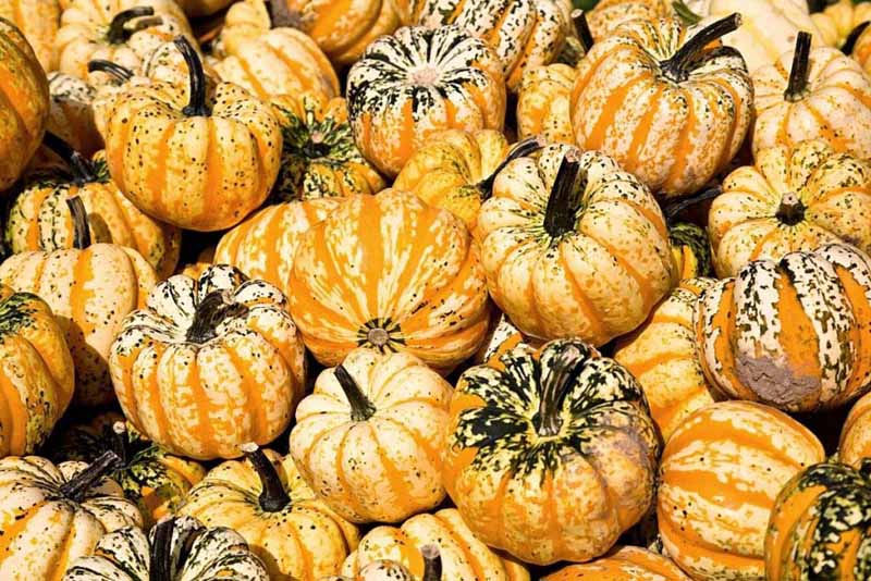 Can You Eat Pumpkin Raw? Here’s Raw Edible Pumpkin Varieties