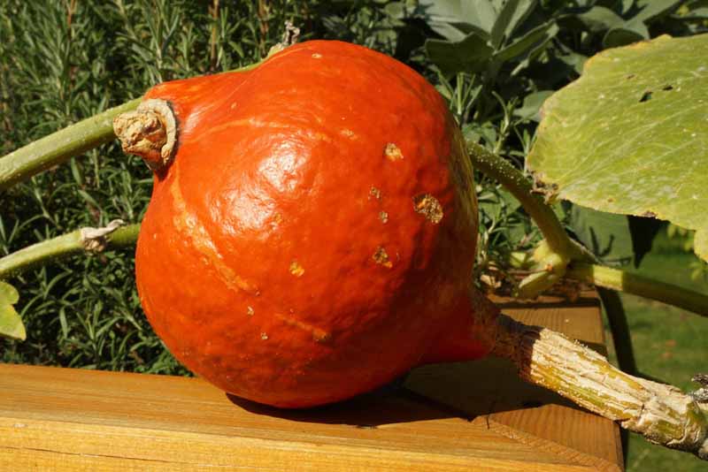 Can You Eat Pumpkin Raw? Here’s Raw Edible Pumpkin Varieties
