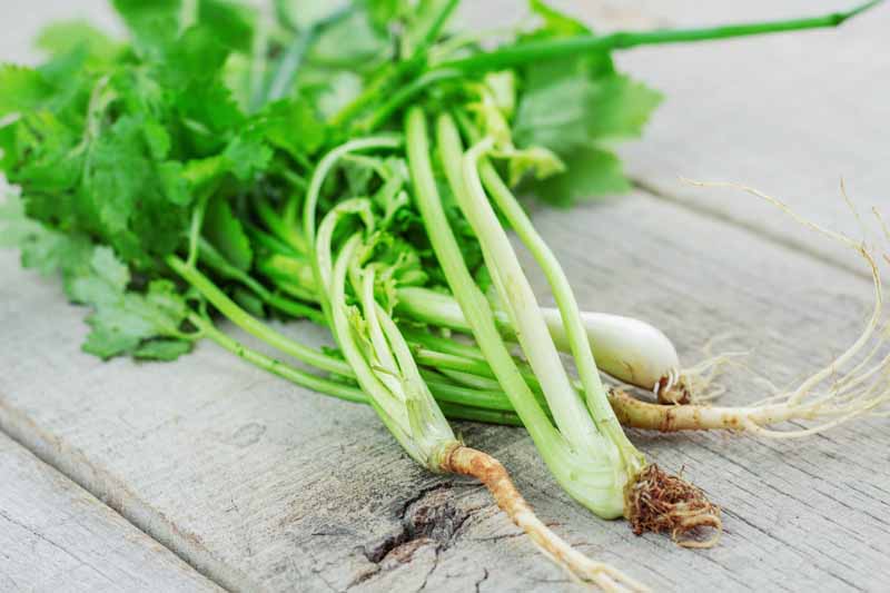 Is Celery A Fruit Or Vegetable ? Find Out What the Truth Is