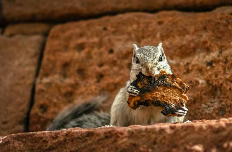 Do Squirrels Eat Meat? Which Kind of Meat Would They Prefer
