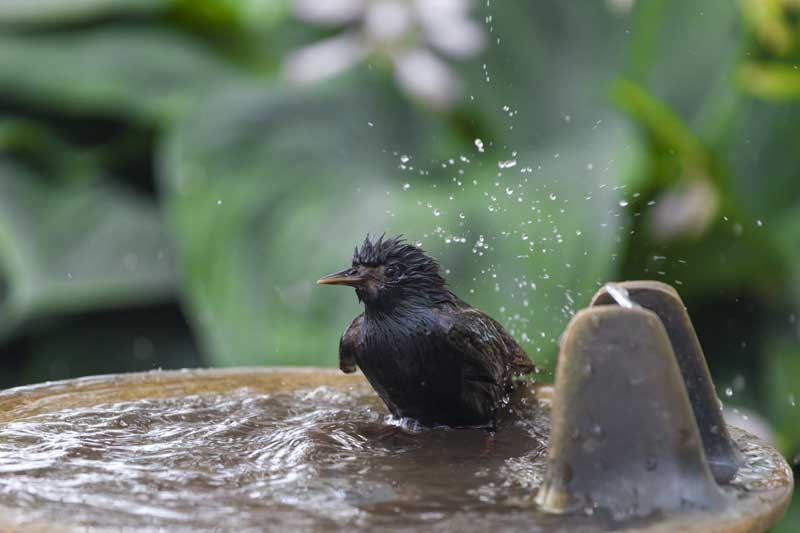 Hydrogen Peroxide in A Bird Bath, Helpful or Harmful for Birds?