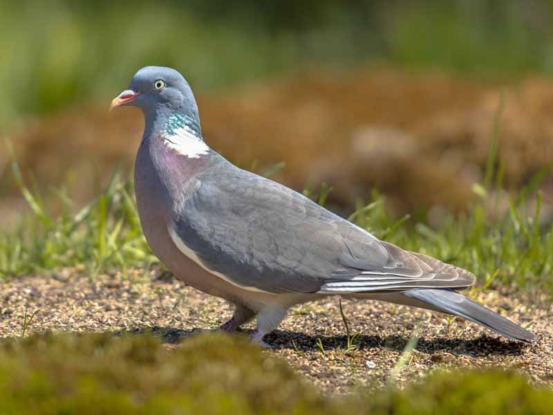 Are Pigeons Good to Eat? Benefits Of Eating Pigeon’s Meat Concept 360